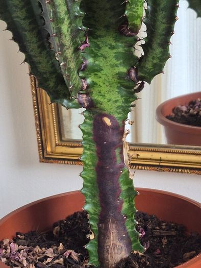 African Milk Tree