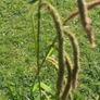 Free ornamental grass (lesser pondsedge) Image 2