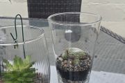 indoor plant with glass  pot