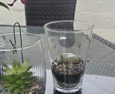 indoor plant with glass  pot