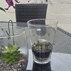 indoor plant with glass  pot