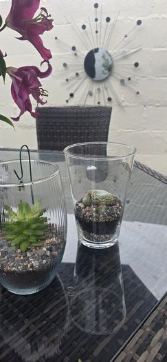 indoor plant with glass  pot