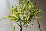 Dracaena song of india is on sale