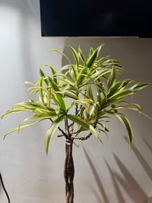 Dracaena song of india is on sale