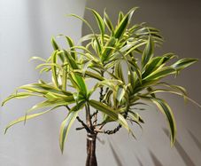 Dracaena song of india is on sale