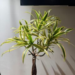 Dracaena song of india is on sale