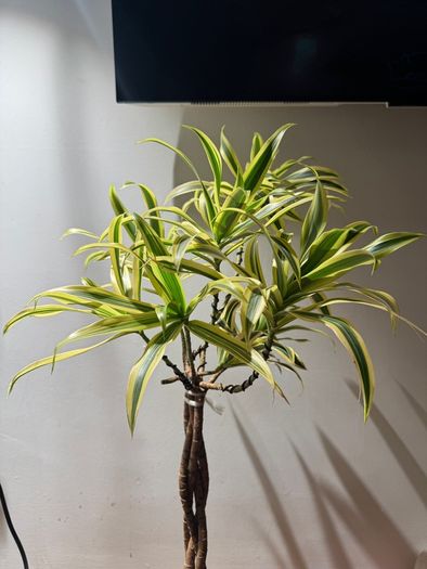 Dracaena song of india is on sale