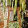 Spider plant Image 4