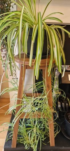 Spider plant