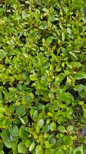 Fuchsia Plants 2euros