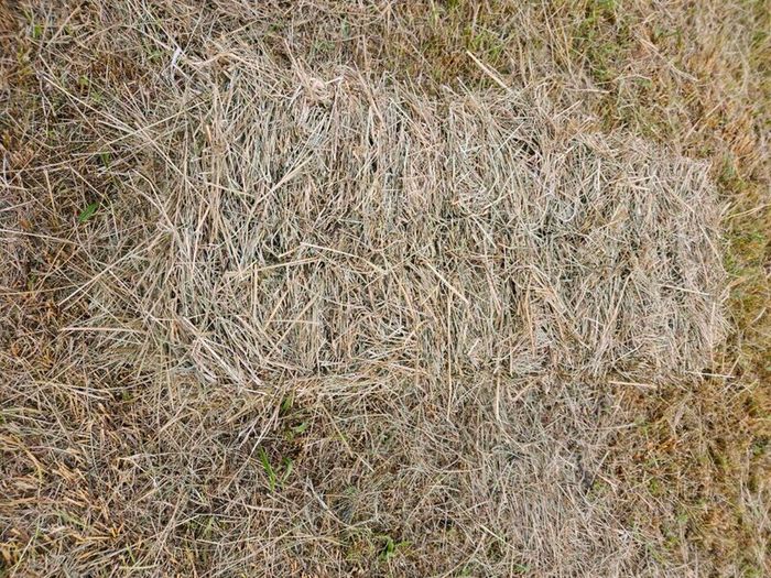 Organic Hay
