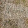 Organic Hay Image 6