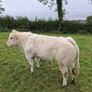 Weaning Bulls & Heifers Mohill Mart Oct 7th & 14th Image 9
