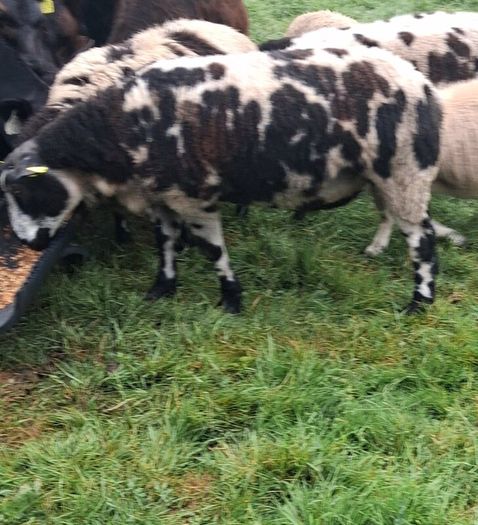 Hogget Ram SIS approved
