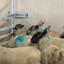 Suffolk - Cheviot Ewe Lambs breed from Scotch mule Image 7