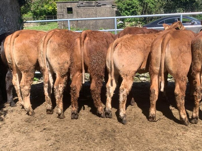 14 smashing limousine heifers