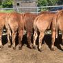 14 smashing limousine heifers Image 9