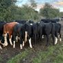 Store Heifers Image 3