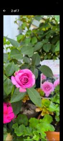 roses plants
