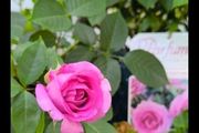 roses plants