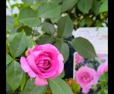 roses plants