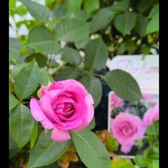 roses plants