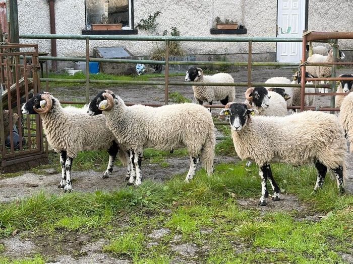 Swaledale Rams all SIS for Sale