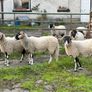 Swaledale Rams all SIS for Sale Image 7