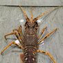 We buy brown crabs, lobsters, crayfish, razors Image 4
