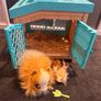 Mama surprise Guinea Pig and Animagic Let's Glo Axolotl bubble reef set Image 3