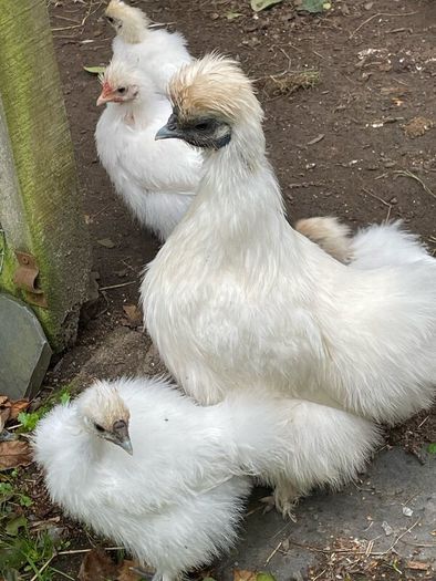 Silkie hens with chicks