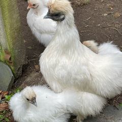 Silkie hen with chicks