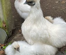 Silkie hens with chicks