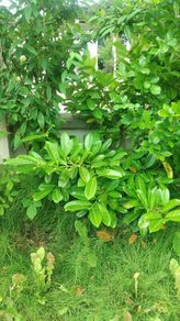 Lauren hedge plant about 150 cm