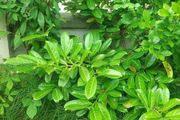 Lauren hedge plant about 150 cm