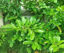 Lauren hedge plant about 150 cm