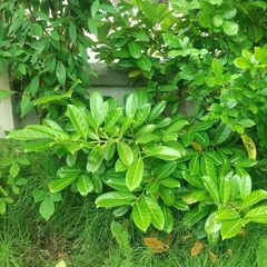 Lauren hedge plant about 150 cm