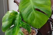 No.5 Monstera Green On Green sell as is