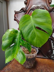 No.5 Monstera Green On Green sell as is