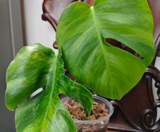 No.5 Monstera Green On Green sell as is