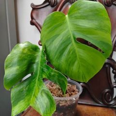 No.5 Monstera Green On Green sell as is