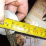 17 Old Pulley Wheels and 5 Plates, alot are brass Image 3