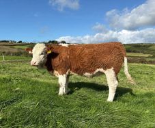 PBR Simmental Weanling Heifer
