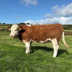 PBR Simmental Weanling Heifer