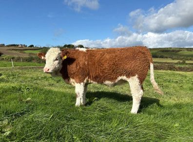 PBR Simmental Weanling Heifer