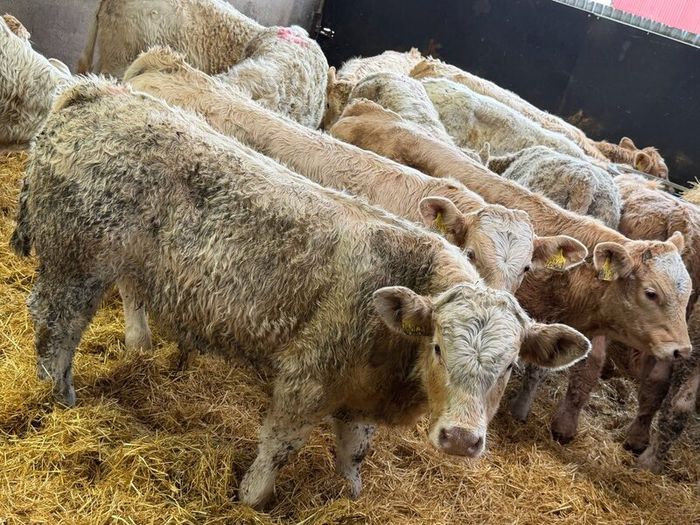 Charolais Bull Calves