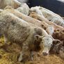 Charolais Bull Calves Image 3