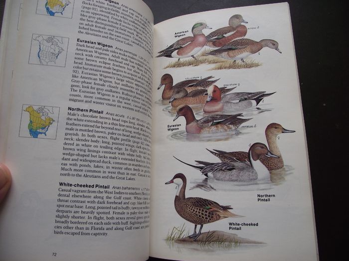 1987 "Field Guide To The Birds Of North America - National Geographic Society"