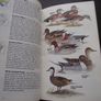1987 "Field Guide To The Birds Of North America - National Geographic Society" Image 8