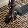 Careera Imple Electric Scooter Image 3